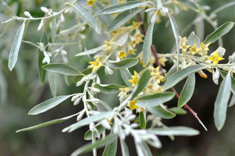 close up identification of a Russian Olive leaves and flower in bloom